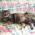 Photos: 110401-【猫アニメ】さよにゃら、…「チビらぶ」