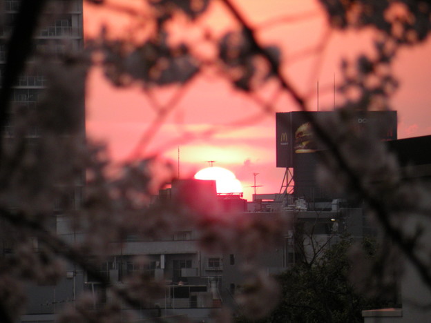 Photos: 夕日と桜