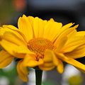 Photos: False Sunflower 7-9-10