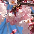 Photos: 爛漫の春～枝垂れて艶やかに～